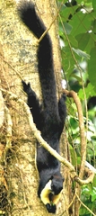 Ratufa bicolor
