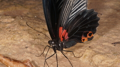 Papilio memnon agenor
