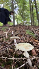 Amanita phalloides