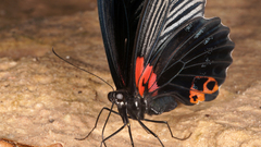 Papilio memnon agenor