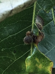 Callirhytis piperoides