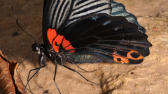 Papilio memnon agenor