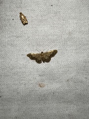 Idaea celtima