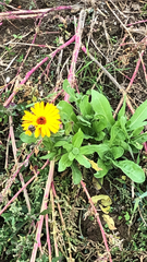 Calendula officinalis