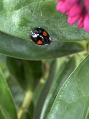 Harmonia axyridis