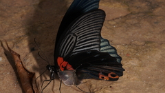 Papilio memnon agenor