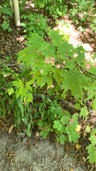 Acer floridanum