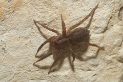 Trochosa