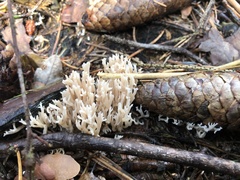 Clavulina coralloides