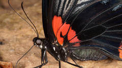 Papilio memnon agenor