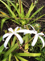 Crinum