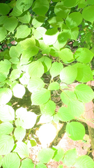 Cornus rugosa
