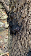 Daldinia concentrica