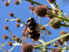 Volucella elegans