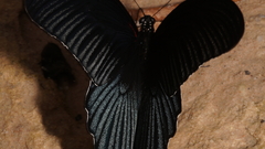 Papilio memnon agenor