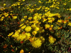Lampranthus explanatus