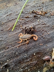 Centruroides ornatus