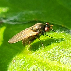 Calliopum