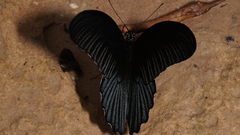 Papilio memnon agenor