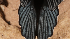 Papilio memnon agenor