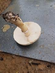 Leucoagaricus leucothites