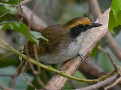 Myrmoborus leucophrys