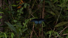 Papilio memnon agenor