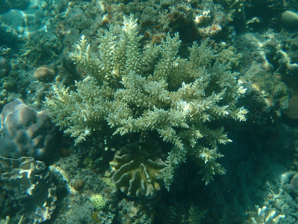 Acropora longicyathus