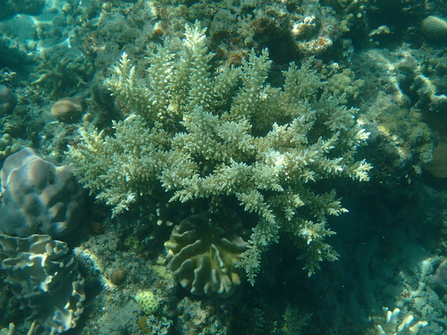 Acropora longicyathus observed 2022-09-09
