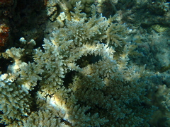 Acropora longicyathus
