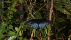 Papilio memnon agenor