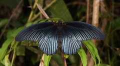 Papilio memnon agenor