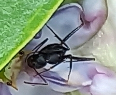 Camponotus compressus