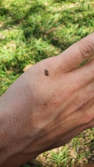 Eriopis serrai