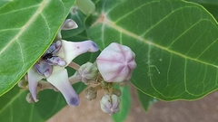 Camponotus compressus