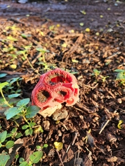 Clathrus crispus