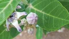 Camponotus compressus