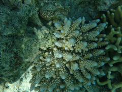 Acropora gemmifera