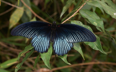 Papilio memnon agenor