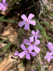 Jamesbrittenia microphylla