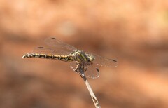 Paragomphus cognatus