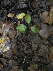 Pyrola elliptica