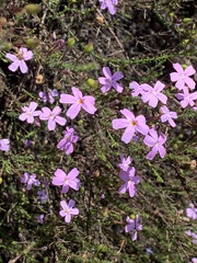 Jamesbrittenia microphylla