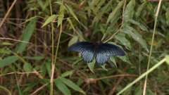 Papilio memnon agenor