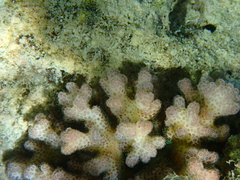 Pocillopora