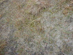 Alopecurus magellanicus