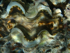 Tridacna squamosa