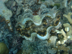 Tridacna squamosa