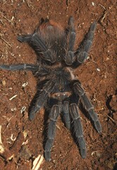 Phormictopus cubensis