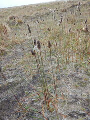 Alopecurus magellanicus